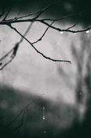 solitario sin hojas árbol ramas con gotas de agua después un noviembre frío lluvia foto