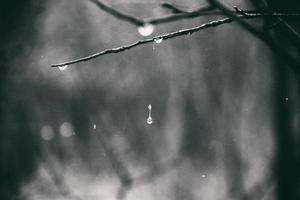 lonely leafless tree branches with drops of water after a November cold rain photo