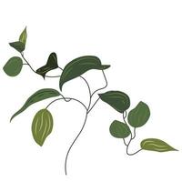 Tropical liana vine plant. Epipremnum clip art, creeper, flower. House plant vector