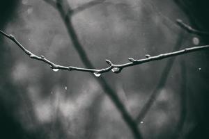 solitario sin hojas árbol ramas con gotas de agua después un noviembre frío lluvia foto