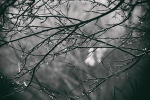 lonely leafless tree branches with drops of water after a November cold rain photo