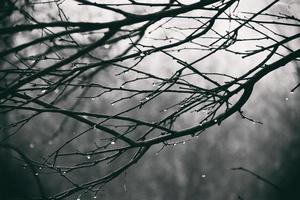 lonely leafless tree branches with drops of water after a November cold rain photo