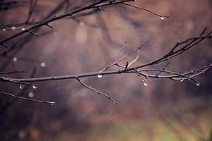 lonely leafless tree branches with drops of water after a November cold rain photo