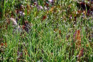 spring background with young grass blades in drops of morning dew in the warm sun photo