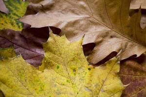 background with autumn colored maple leaves photo