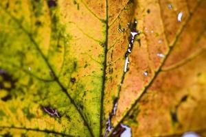 background with autumn colored maple leaves photo