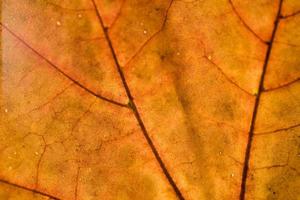 background with autumn colored maple leaves photo