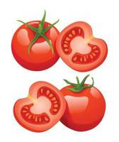 conjunto de tomate ilustraciones aislado en blanco antecedentes vector