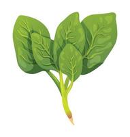 Spinach vector illustration. Vegetable isolated on white background