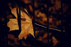 autumn golden maple leaf on a metal fence photo
