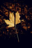 autumn golden maple leaf on a metal fence photo