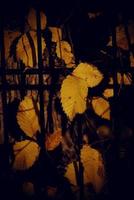 autumn golden maple leaf on a metal fence photo