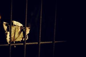 autumn golden maple leaf on a metal fence photo