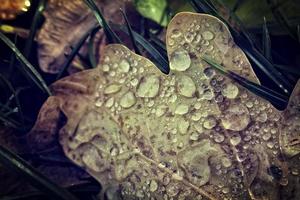 natural background with autumn leaves with rain drops photo