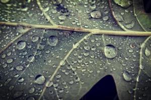 natural background with autumn leaves with rain drops photo