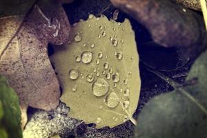 natural background with autumn leaves with rain drops photo