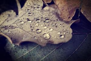 natural background with autumn leaves with rain drops photo