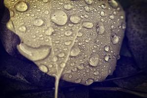 natural background with autumn leaves with rain drops photo