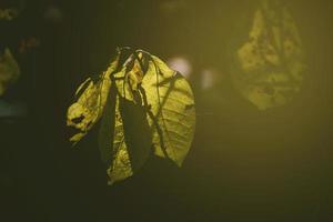 openwork autumn leaves in the sun photo