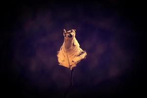 lonely autumn leaf lit by spotting through the sun photo