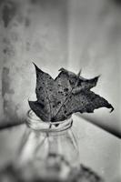 autumn oak leaf in a glass dish standing on a white table photo