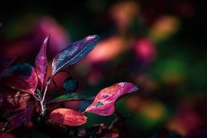 red leaves of a bush in the warm autumn sun photo