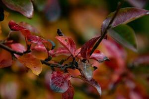 red leaves of a bush in the warm autumn sun photo