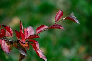 red leaves of a bush in the warm autumn sun photo