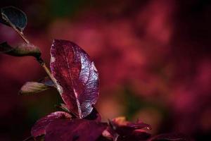 rojo hojas de un arbusto en el calentar otoño Dom foto