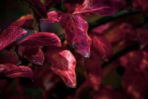 red leaves of a bush in the warm autumn sun photo