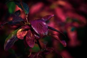 rojo hojas de un arbusto en el calentar otoño Dom foto