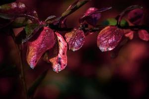 red leaves of a bush in the warm autumn sun photo