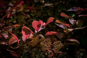 red leaves of a bush in the warm autumn sun photo