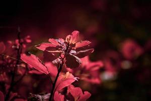 rojo hojas de un arbusto en el calentar otoño Dom foto