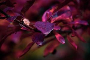 red leaves of a bush in the warm autumn sun photo