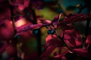 rojo hojas de un arbusto en el calentar otoño Dom foto