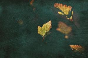 solitario otoño hoja iluminado por punteo mediante el Dom foto