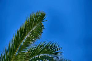 green large palm tree growing in the tropics photo