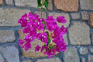 purple bougainvillea flower against the backdrop of a stone garden fence on a warm day photo