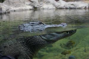 menacing predatory big old crocodile lying in calm water close up photo