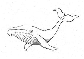 Hand drawn ink illustration of big whale vector