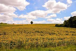 Scenic rural landscape photo