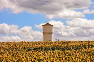 Sunflower field in summer photo