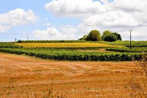 campo de girasoles en verano foto