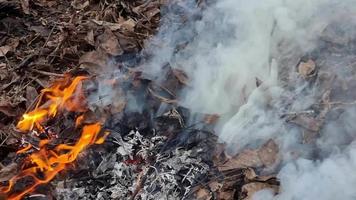 ardiente seco césped hojas y sucursales, grande hoguera, fuego y fumar en el bosque. video