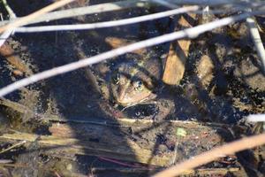 Natterjack Toad in the water photo