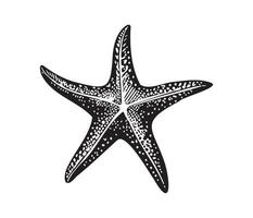 Sea star fish marine, illustration of a starfish vector