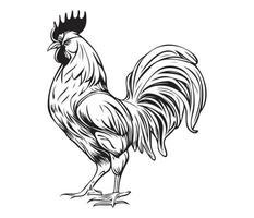 Chicken cock Rooster, Chickens roosters, Farm Animal illustration vector