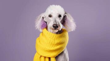 ai generado linda blanco gris perro raza caniche en un amarillo de punto bufanda en un lila antecedentes retrato generativo ai foto