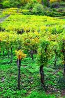 Valley Vineyards in Autumn photo